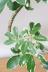 シェフレラ ミルキー　存在感のある大きさ。とにかく丈夫で育てやすい観葉植物!! 