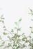 ソフォラ プロストラータ　ミニミニのかわいい葉っぱがかわいい!育てやすい観葉植物! 