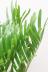 ザミア フロリダーナ　希少な多頭タイプで個性的なフォルムが特徴の希少な観葉植物! 