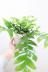 エピフィラム クリソカリディウム　こう見えてサボテンなので育てやすい観葉植物です! 