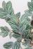 ペリオニア プルクア　多肉質な葉がとてもかわいい観葉植物です♪ 