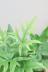 ドリオプテリス ペダータ　大きくなると葉に切れ込みます!日陰にもとても強く育てやすい観葉植物です! ドリオプテリスは大きく成長すると葉の切れ込みが深く美しくなります!
成長と共に変化が楽しめます!