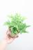 ドリオプテリス ペダータ　大きくなると葉に切れ込みます!日陰にもとても強く育てやすい観葉植物です! 