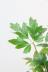 シッサス エレンダニカ　ツル状に成長する、かわいい観葉植物です! エレンダニカの葉っぱの質感はやさしく繊細な印象です。表面には光沢があり、上品な雰囲気です!