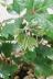 シッサス エレンダニカ　ツル状に成長する、かわいい観葉植物です! 