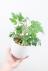 シッサス エレンダニカ　ツル状に成長する、かわいい観葉植物です! 