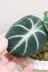 アロカシア ニンジャ　個性的な葉がステキな観葉植物です! 
