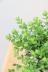 ペペロミア デピーナ　かわいいミニミニサイズ。育てやすい多肉植物です!! 