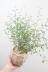 ソフォラ プロストラータ　ミニミニのかわいい葉っぱがかわいい!育てやすい観葉植物! 