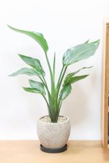 オーガスタ　存在感のあるサイズの観葉植物。葉が大きくて存在感が人気の観葉植物です!!