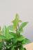 ペペロミア ラグラス　かわいいミニミニサイズ。育てやすい多肉植物です!! 