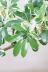 シェフレラ ミルキー　存在感のある大きさ。とにかく丈夫で育てやすい観葉植物!! 