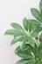 シェフレラ グランディ　存在感のある大きさの観葉植物です! 