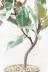 フィカス・ティネケ　スタイリッシュで個性的な樹形。鮮やかな葉色がステキな観葉植物! 