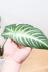 キサントソーマ リンデニー　葉色がとても美しく、育てやすく丈夫な観葉植物です! 質感は硬くしっかりしています。
グリーン&ホワイトのとても爽やかな葉です♪