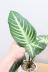 キサントソーマ リンデニー　葉色がとても美しく、育てやすく丈夫な観葉植物です! 