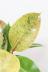フィカス  ジン　葉の模様がとてもさわやかで人気の観葉植物です! イエロー&グリーンの鮮やかな葉っぱです!