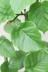 ウンベラータ　ハート形の葉が美しくてインテリアに人気の観葉植物!! 