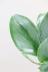 スキンダプサス ムーンライト　葉の模様がとても個性的で美しい観葉植物です! 