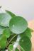 ペペロミオイデス　人気の吊鉢タイプ!!丸い葉がかわいいくて人気です! 表面の質感はツルツルしていてしっとりとしています。