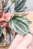 ペペロミア ニューピンクレディ　かわいいミニミニサイズ。育てやすい多肉植物です!! ペペロミアの葉の特徴な何といってもこのプニプニの葉っぱ!ずっと触っていただくなるようなかわいい葉なのです♪