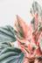 ペペロミア ニューピンクレディ　かわいいミニミニサイズ。育てやすい多肉植物です!! 