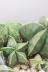 サボテン ランポウギョク　個性的なフォルム。インテリアに最適な観葉植物です! 
