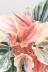 ペペロミア ニューピンクレディ　かわいいミニミニサイズ。育てやすい多肉植物です!! 