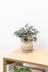 ペペロミア カペラータ　かわいいミニサイズなので、いろんなところに飾れる観葉植物 