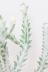 ユーフォルビア ラクティア ホワイトゴースト　個性的はフォルムの多肉植物。希少な観葉植物 まるでオブジェのような雰囲気漂う植物。質感は柔らかく優しい。