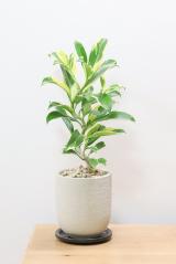 ファグラエア バリエガタ　かなりレアな斑入り種です!日陰に強く育てやすい人気の観葉植物です!