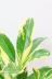 ファグラエア バリエガタ　かなりレアな斑入り種です!日陰に強く育てやすい人気の観葉植物です! 葉の質感は肉厚でしっかりとしています。表面の質感はしっとりとしていてとても上品な印象です。