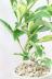 ファグラエア バリエガタ　かなりレアな斑入り種です!日陰に強く育てやすい人気の観葉植物です! 