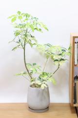 シェフレラ ゴールドリーフ　存在感のある大きさ。とにかく丈夫で育てやすい観葉植物!!