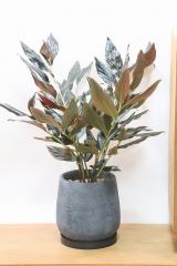 ジンギベル ミッドナイトジンジャー　シックな葉色が人気の観葉植物です!!