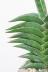 サンスベリア ポーエリー　個性的なフォルムで希少な品種の観葉植物です! 
