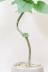 ウンベラータ　ハート形の葉が美しくてインテリアに人気の観葉植物!! 生産者さんが長い期間をかけて仕立てたしっかりとした幹です!!