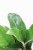 カシワバゴム　個性的な幹のカーブが美しい人気の観葉植物です! 葉の質感はとても硬く丈夫な印象です。表面には光沢がありとてもきれいです!