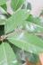 バッサイア　存在感のある大きな葉が特徴の観葉植物です! 