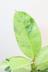 フィカス  ジン　葉の模様がとてもさわやかで人気の観葉植物です! 