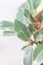 フィカス・ティネケ　スタイリッシュで個性的な樹形。鮮やかな葉色がステキな観葉植物! 