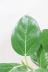 ベンガレンシス　葉の緑がとても美しくてボリュームのある丈夫で育てやすい、インテリアグリーン 