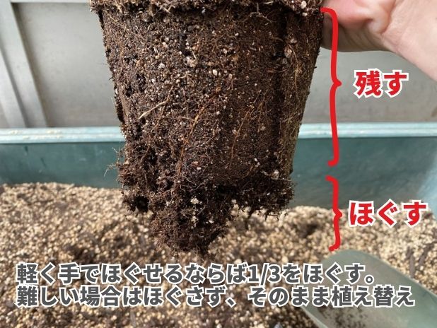 植え替えの時に根鉢をほぐす説明