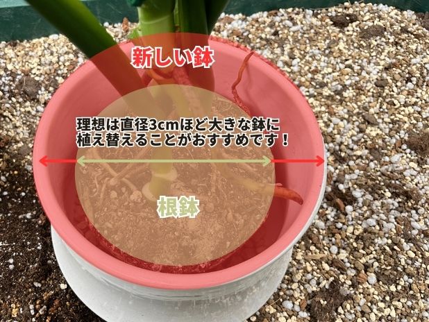 植え替えの時の鉢の大きさの説明