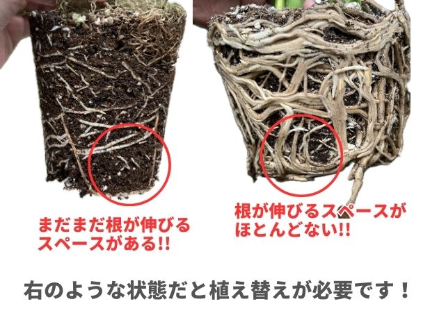 植え替えのタイミングを根の状態で確認する説明