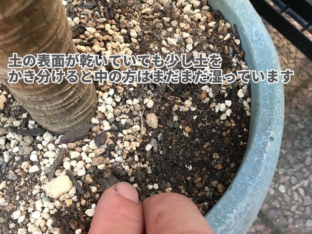 観葉植物の土の乾き方の確かめ方