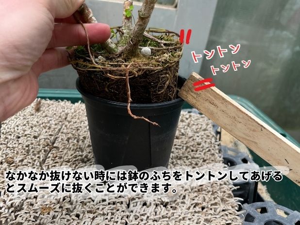 ゴムの木の植え替えの説明