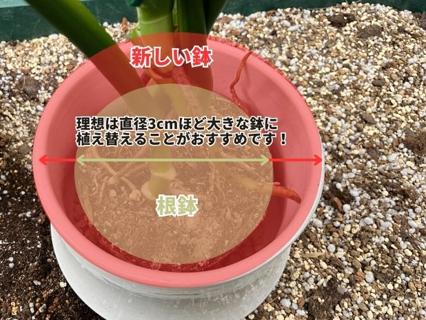 ゴムの木の植替えの鉢の大きさの説明の画像