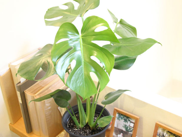 インテリアグリーンで室内をおしゃれに おすすめの観葉植物特集 観葉植物の基礎知識 Apego