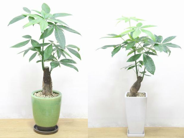 オフィス編 観葉植物を置く3つのメリットをご紹介 観葉植物の基礎知識 Apego
